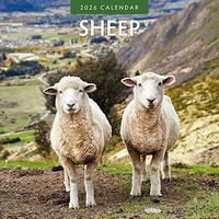Sheep 2026 Wall Calendar