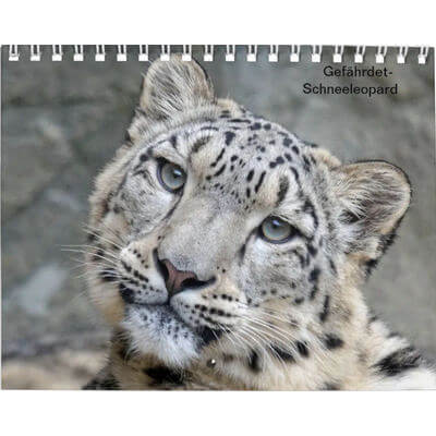 Snow Leopards 2027 Calendar
