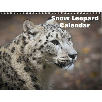 Snow Leopards 2027 Calendar