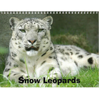 Snow Leopards 2027 Calendar