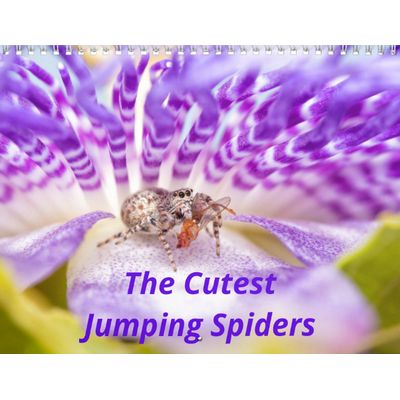 Spiders 2027 Calendar