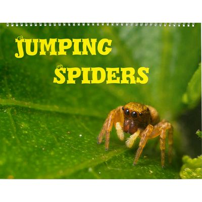 Spiders 2027 Wall Calendar