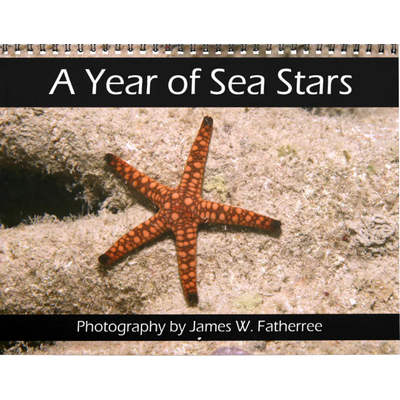 A Year of Sea Stars 2027 Wall Calendar