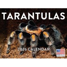 Tarantulas 2026 Calendar