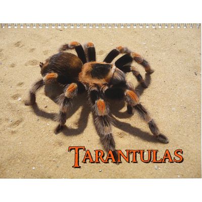 Tarantulas 2027 Wall Calendar