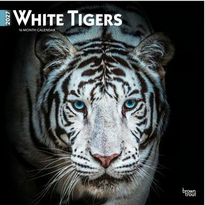 White Tigers 2027 Wall Calendar