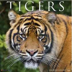 Tigers 2026 Wall Calendar