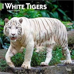 White Tigers 2026 Calendar
