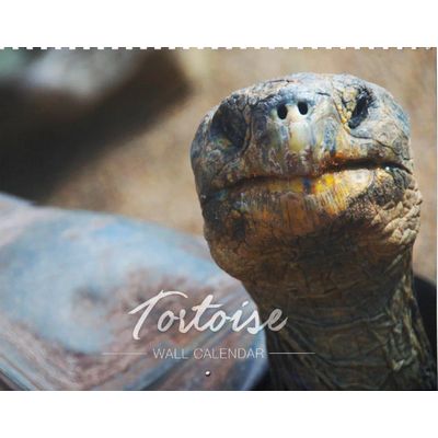 Tortoise 2027 Wall Calendar