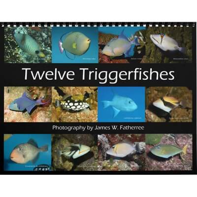 Triggerfishes 2027 Wall Calendar