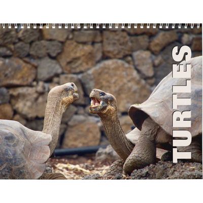 Turtles 2027 Wall Calendar
