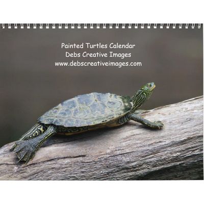 Turtles 2027 Wall Calendar
