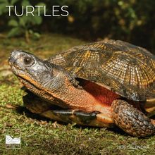Turtles 2026 Calendar