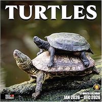 Turtles 2026 Wall Calendar