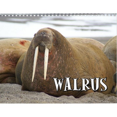 Walrus 2027 Wall Calendar