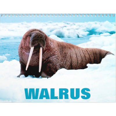 Walrus 2027 Wall Calendar