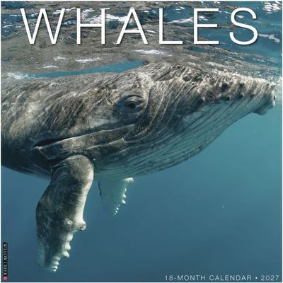 Whales 2027 Wall Calendar
