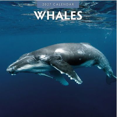 Whales 2027 Wall Calendar