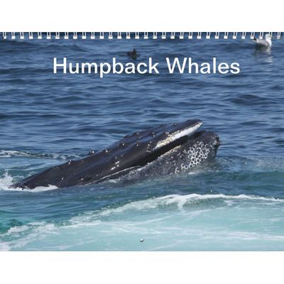 Humpback Whales 2027 Wall Calendar