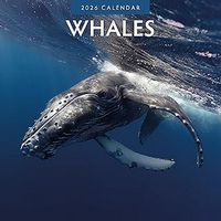 Whales 2026Wall  Calendars