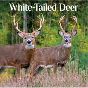 White Tailed Deer 2027 Wall Calendar