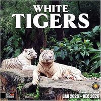White Tigers 2026 Wall Calendar
