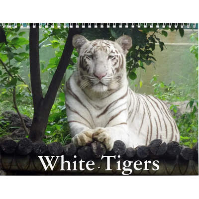 White Tigers 2027 Wall Calendar