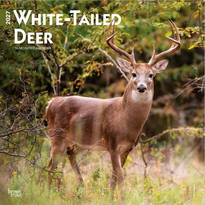 White Tailed Deer 2027 Wall Calendar