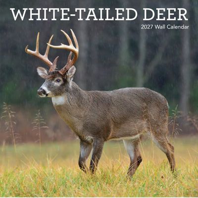 White Tailed Deer 2027 Wall Calendar