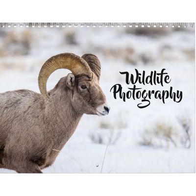 Wildlife Photography 2027 Wall Calendar