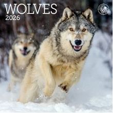 Wolves 2026 Mini Wall Calendar