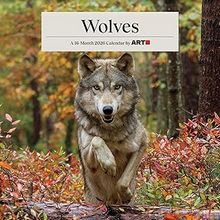 Wolves 2026 Wall Calendar