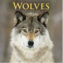 Wolves 2026 Wall Calendar