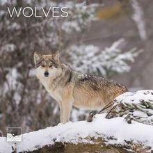 2026 Wolves Wall Calendar