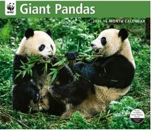 Giant Pandas WWF 2026 Wall Calendar