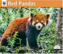 Red Pandas WWF 2026 Wall Calendar
