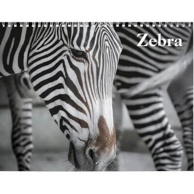 Zebras 2027 Wall Calendar