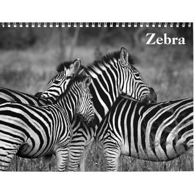 Zebras 2027 Wall Calendar