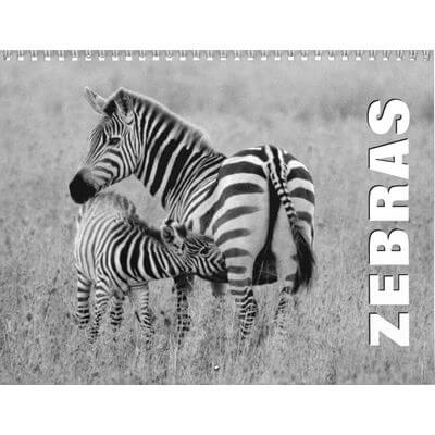 Zebras 2027 Wall Calendar