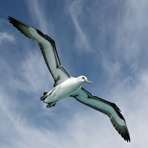 Albatross Calendars