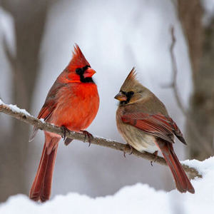 Backyard Birds Calendars