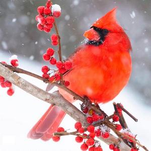 Cardinals Calendars