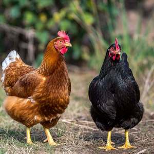Chickens Calendars
