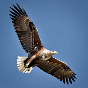 Eagles Calendars