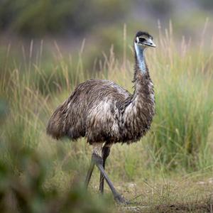 Emus Calendars