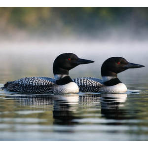 Loons Calendars