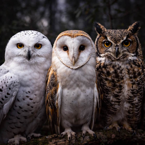Owls Calendars