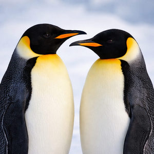 Penguins Calendars