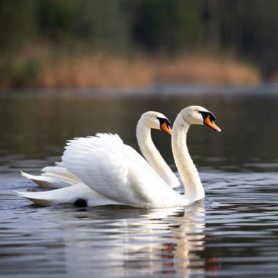 Swans Calendars