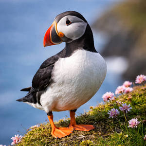 Puffins Calendars